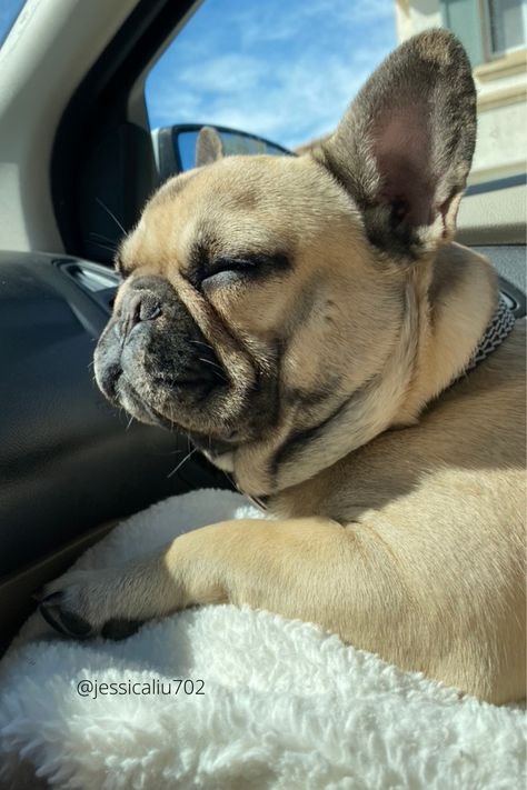 Tan French Bulldog, French Bulldog Tan, Fawn French Bulldog, Cute Animals Puppies, Frenchie Puppy, French Bull, French Bulldog Puppies, Birthday Board, Enjoying The Sun