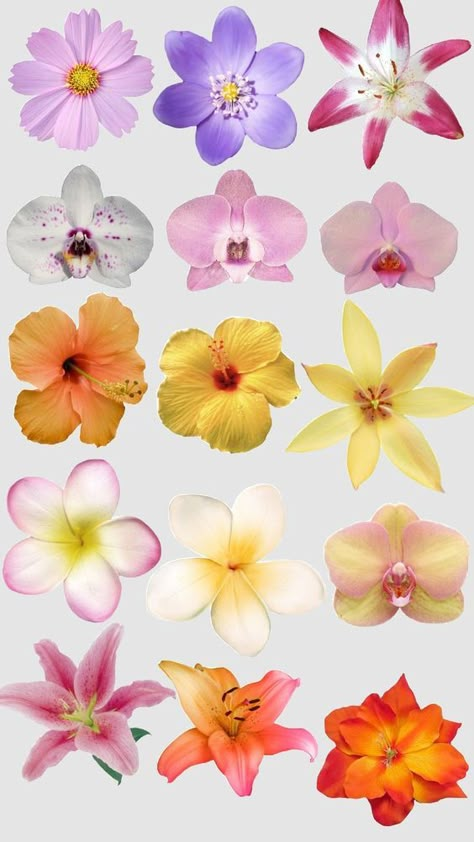 Oil Pastel Flowers, Aesthetic Wallpaper Macbook, Notebook Clipart, Wallpaper Travel Aesthetic, Bus Clipart, Floral Mood Board, Aesthetic Wallpaper Travel, Travel Aesthetic Wallpaper, Clipart Aesthetic