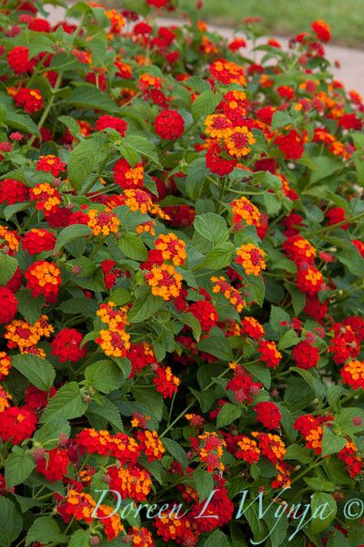 lantana Lantana Aesthetic, Common Lantana, Lantana Bush, Butterfly Bed, Dallas Red Lantana, West Indian Lantana, Birdcage Planter, Lantana Plant, Moroccan Garden