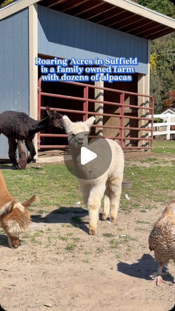 Connecticut Bucket List | Kathleen R on Instagram: "spend the afternoon with alpacas💖🦙

@roaringacresalpacas in suffield lets you pet & feed alpacas for just $5 for adults and $3 for kids! You can also say hi to their other farm animals. Visit their gift shop for honey made on their farm + alpaca products like socks, sweaters, stuffed animals, yarn, and more! 

CURRENT HOURS:
Saturdays 12-3pm

SUMMER HOURS (starts June 15):
Thursdays & Fridays 11am-2pm
Saturdays 12-3pm
.
.
.
.
.
#ctbucketlist #roaringacres #suffieldct #ctfamilyfun #roaringacresalpacas #thingstodoinct" Summer Hours, Alpaca Farm, Sock Animals, June 15, Baby Alpaca, Family Activities, Say Hi, Connecticut, Farm Animals