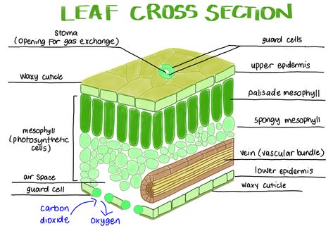 Internal Structure Of A Leaf, Structure Of A Leaf, Cell Diagram, Red Moles, Plant Pathology, Leaf Structure, Science Boards, Handmade Bookmarks Diy, Study Biology