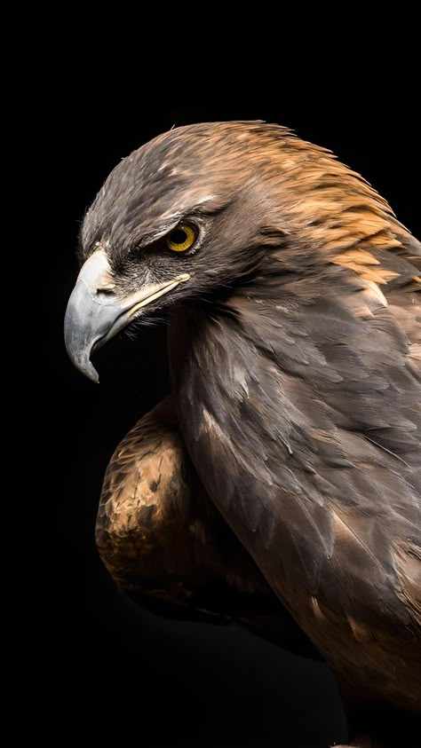 Bird Of Prey Tattoo, Aigle Royal, Eagle Images, Eagle Painting, Eagle Wallpaper, Golden Eagles, Eagle Pictures, Wild Animals Pictures, Eagle Bird