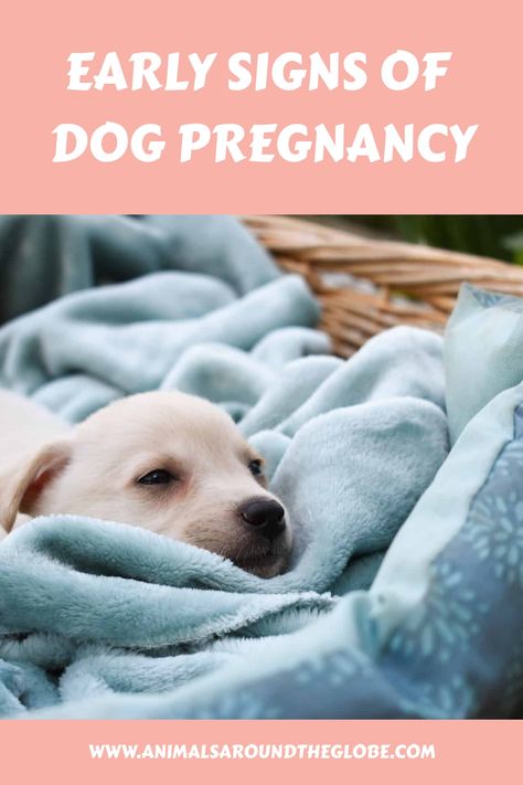 Are you suspecting that your beloved pet is about to have a litter of puppies? Read this to learn all about the early signs of dog pregnancy. Guess What Moms Pregnant Dog, Signs Of Early Pregnancy, What To Feed A Pregnant Dog, Dog Pregnancy Stages, Cat Pregnancy Stages, Chihuahua Names, Early Pregnancy Signs, Pregnancy Progression, Pregnant Dog