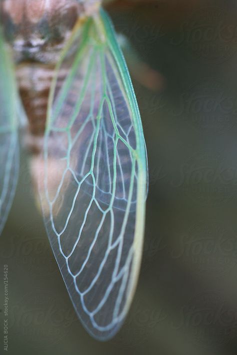 Insect Wings Aesthetic, Glasswinged Butterflies, Chrysalis Aesthetic, Firefly Wings, Bugs With Wings, Bug Fairy, Bug Wings, Faerie Wings, Cicada Wings