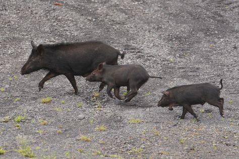 'It's A Nightmare': Feral Pig Population Explosion Rattles East Honolulu Neighborhood Population Explosion, Texas Wildlife, Feral Pig, Wild Pig, Community Park, Rural Area, Hippopotamus, Hunting Dogs, Rattles