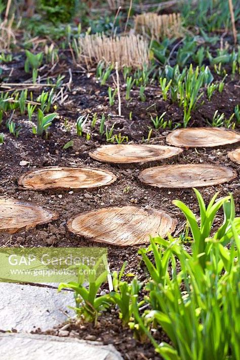 Wood Slice Pathway, Log Stepping Stones, Forest Boardwalk, Stepping Stones Kids, Round Stepping Stones, Stepping Stone Paths, Fern Forest, Wood Cookies, Garden Magic