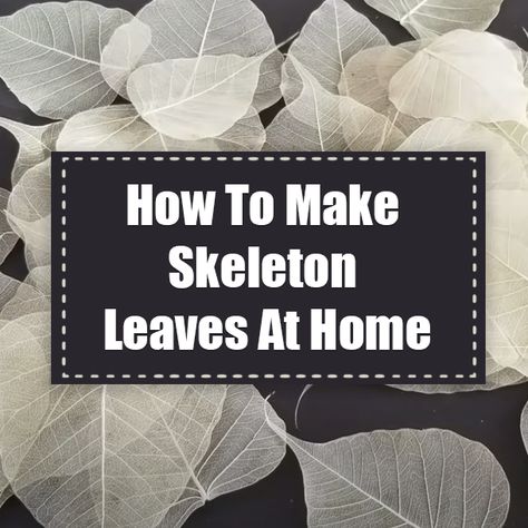 How To Take Out Leaf Skeleton, How To Make Skeleton Leaves, Skeleton Leaf Diy, Skeleton Leaf Art Diy, Leave Skeleton Diy, Skeletonized Leaves, Skeleton Leaves, Leaf Skeleton, Tissue Flowers