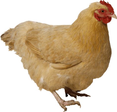 Chicken Png, Png Transparent Background, Png Transparent, Transparent Background, White Background, Chicken, Red, White, Black