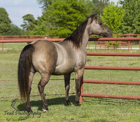 Grulla Quarter Horse (Sage) | Trail Photography © 2016 Nu St… | Flickr Quarter Horse Mare, Trail Photography, Grulla Horse, Mare Horse, Horse Coat Colors, Horse Coats, Horse Trail, Quarter Horses, Types Of Horses