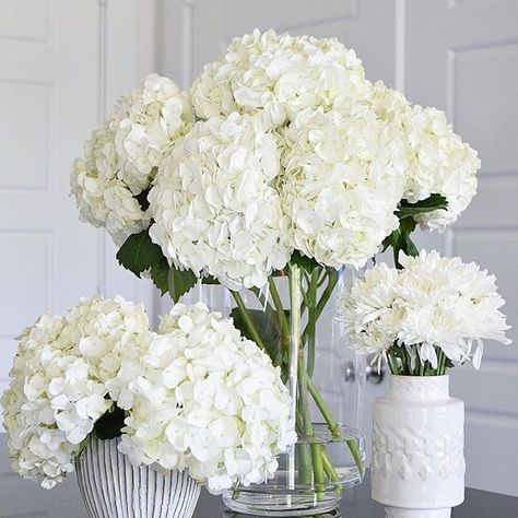 Hydrangea Vase, Hydrangea Arrangements, White Hydrangeas, Flower Arrangements Diy, White Hydrangea, Wedding Flower Arrangements, Home Flowers, Types Of Flowers, Amazing Flowers