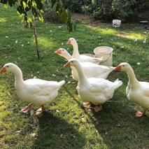 The Grass, Ducks, Walking, White