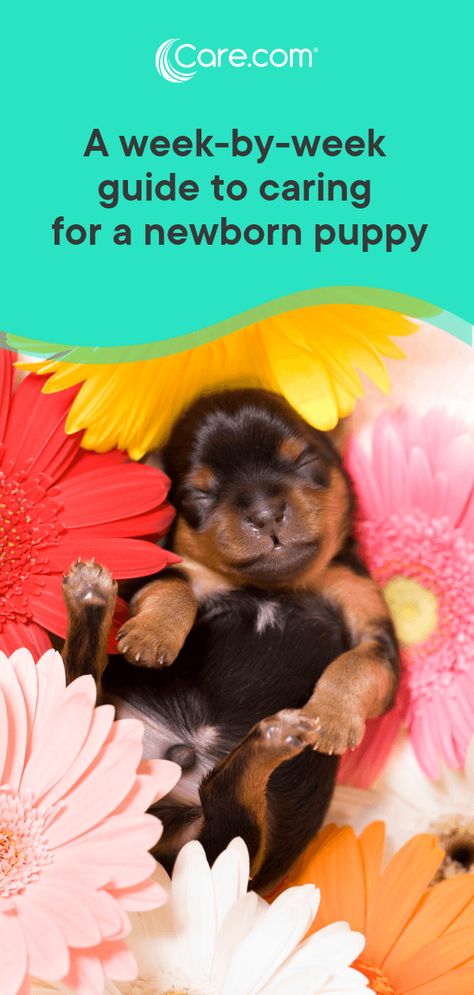 There are few things more magical than watching a puppy grow. To help you know what to expect during the most adorable weeks of a puppy’s life, we asked an expert to share key happenings and care information through the early stages, from day one to 48 weeks. #puppies #puppycare Newborn Puppies Care, Puppy Stages Week By Week, Puppy Mush Recipe, Frenchie Facts, Puppy Mush, Puppy Feeding Station, Newborn Puppy Care, Feeding Puppies, Puppy Feeding Schedule