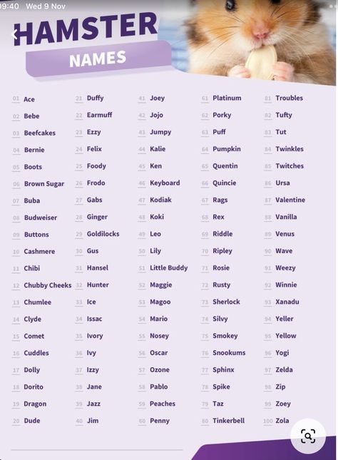 Hamster Names Ideas, Hamster Ideas, Cute Puppy Names, Cute Pet Names, Hamster Diy, Hamster Names, Name Symbols, Baby Hamster, Hamster Care