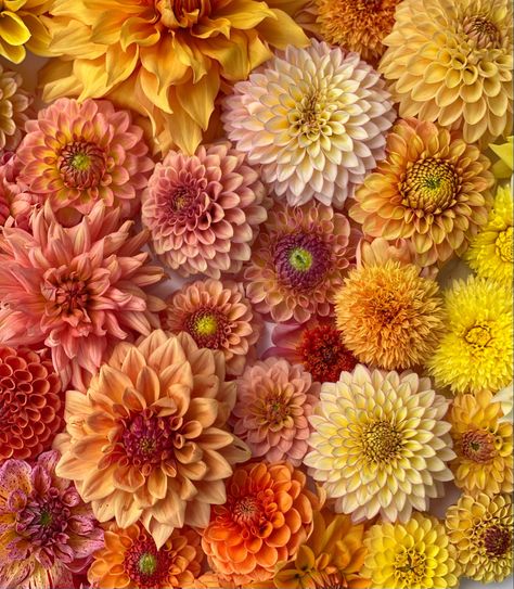 Fall dahlia colors flatlay Romantic Love, Dahlia, Photo Ideas, Iphone Wallpaper, Plants, Flowers, Color