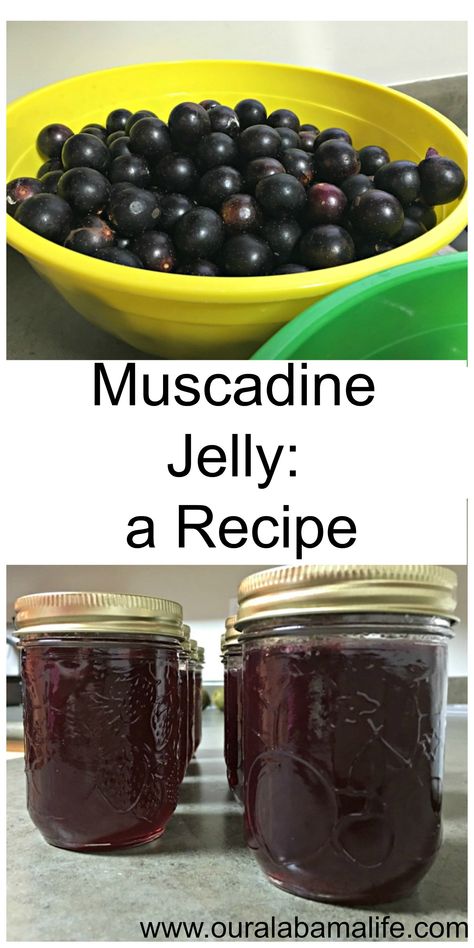 Muscadine Jelly Recipe, Muscadine Recipe, Muscadine Jelly, Homemade Liquors, Jam Canning, Flower Recipes, Food Canning, Wine Jelly, Wild Foraging