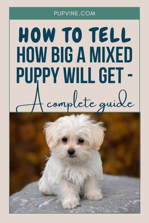 It goes without saying that if you know who the parents are, it might be easier to predict how big your puppy will get, but if that is not the case, there are some indicators of puppy growth that you can take advantage of.If the parents are two small breed dogs, chances are your pup will also be small. However, the tricky part comes from determining how big a dog will get if they are a mix of different sized breeds. Puppy Growth Chart, Dog Breeds Chart, Dog Breeds That Dont Shed, Mixed Breed Puppies, Cheap Puppies, Dog Breeds Pictures, Small Breed Dogs, Morkie Puppies, Puppy Stages