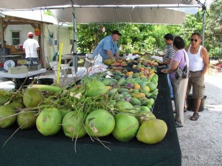 Pine Island Fruit Market - http://www.blogthebeach.com/2009/gulf-beaches/pine-island/pine-island-fruit-market-for-home-grown-tropical-fruit Pine Island Florida, Tanah Lot Temple, Fruit Market, Pine Island, Permaculture Gardening, Gulf Coast Florida, Local Market, Home Grown, St James