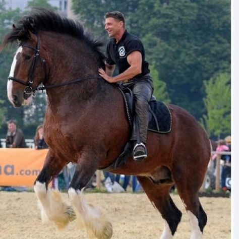 German Draft Horse Breeds | What an amazing horse! | Equestrian Pull Wagon, Animals Horse, Horse Pics, Shire Horse, Clydesdale Horses, Draft Horse, Big Horses, Majestic Horse, All The Pretty Horses