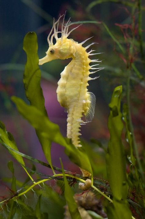 Seahorse                                                       … Seahorse Facts, Male Seahorse, Sea Dragons, Creature Marine, Fauna Marina, Bawah Air, Sea Horses, Water Creatures, Beautiful Sea Creatures