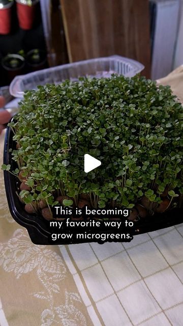 Keep on Growin' on Instagram: "Grow Food EASY!! 😀🌿👍
#microgreens #diy #gardening #hydroponics" Growing Microgreens, Grow Food, Food Easy, Diy Gardening, Growing Food, Hydroponics, Keep On, Home Garden, Home And Garden