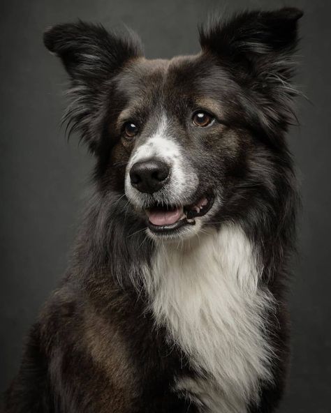 Pet Portraits Photography, Funny Dog Faces, Dog Portraits Art, Dog Anatomy, Wild Animals Pictures, Animal Portraits Art, Australian Shepherd Dogs, Dog Photograph, Cute Dog Pictures