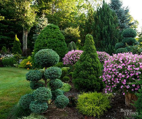 Plant a conifer in your yard for a low-maintenance, durable tree that adds shade and privacy and curb appeal to your front yard or backyard. See our top picks for conifers that will fit with any landscape and grows in many climates. #conifers #gardening #trees Evergreen In Front Of House, Alberta Spruce Topiary, Alberta Landscaping Ideas, Barndo Landscaping, Small Garden Ideas Low Maintenance, Wood Landscaping, Alberta Spruce, Evergreen Landscape, Conifers Garden