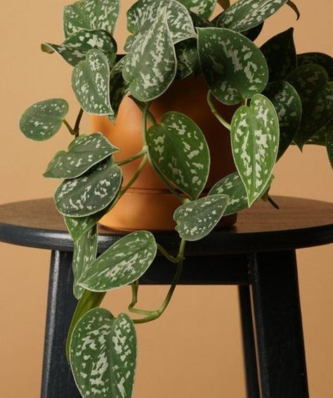 "People B Planting🌱Pothos Silver Satin 5 Star Seller with 100s of Happy customers GREAT customer service we are here for you! Rare uncommon or just beautiful great plants from all over the world. Got a problem, questions, comments, feedback or custom order requests please contact us We are known for our great plant selection and the best plant pots around. ----------------------------- NOW With FREE Bonus this Plant Order! 🌿🌿 Pothos Silver Satin 🌿🌿 Tropical Cactus, YES its a thing! Info Bre Satin Photos Plant, Silver Pothos Plant, Silver Satin Pothos, Silver Pothos, Photos Plant, Pothos Vine, Satin Pothos, Plant Person, Scindapsus Pictus