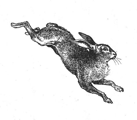 Vintage Rabbit Illustration, Jumping Hare, Like Illustration, Hare Illustration, Sketch Tutorial, Bunny Tattoos, Rabbit Tattoos, Rabbit Illustration, Vintage Rabbit