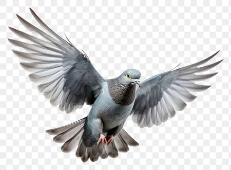 Pigeon Clipart, Pigeon Png, Pigeon Flying, Grey Wagtail, Forest Hotel, Flying Pigeon, White Pigeon, Pigeon Bird, 3d Animation