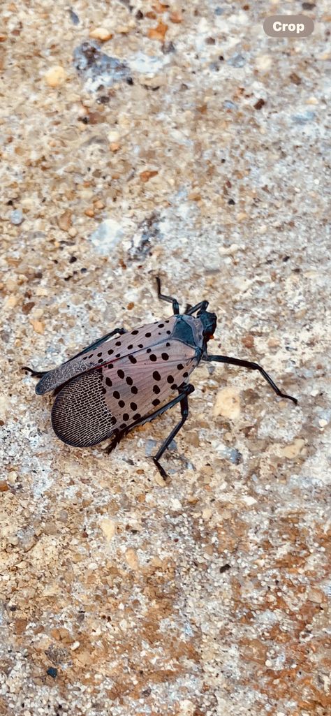 It’s A Lantern Fly⁉️

Spotted this rare little fella and found out that it should be reported to the Maryland Agriculture Department immediately‼️

Although it is harmless to humans, it’s a danger for plant life❣️ Lantern Fly, Flying Lantern, Plant Life, Agriculture, Maryland, Bugs, Egypt, Insects, Lanterns