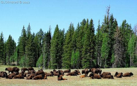 Kaibab National Forest Kaibab National Forest, Forest Wildlife, Forest And Wildlife, Forest Sunset, Nature Inspired Decor, Forest Service, Gap Year, Nature Inspired Design, National Forest