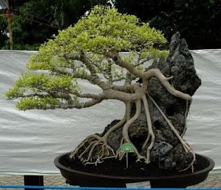 Growing on a rock Bonsai style (Seki-joju) Juniperus Chinensis, Tree In A Pot, Jade Bonsai, Bonsai Ficus, Bonsai Forest, Bonsai Tree Types, Bonsai Care, Bonsai Tree Care, Bonsai Techniques