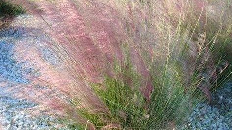 Drought Tolerant Grass, Low Water Gardening, Alpine Garden, Ornamental Grass, Perennial Grasses, Meadow Garden, Seed Germination, How To Attract Birds, Purple Love