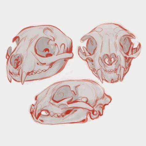 Skull Reference Animal, Deer Skull Anatomy, Cat Skull Reference Drawing, Animal Carcass Drawing, Possum Skull Drawing, Canine Skull Reference, Animal Bones Reference, Cat Skeleton Reference, Animal Skull Front View