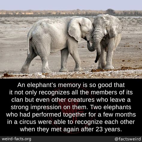 Lion Facts, Elephant Facts, Fun Facts About Animals, Garden Remedies, Fast Life, Unbelievable Facts, York Pa, Elephant Love, Animal Facts