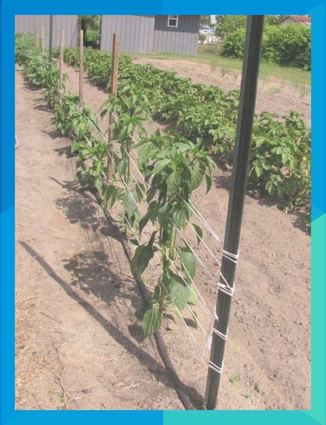 Pepper Plant Support, Pepper Trellis, Florida Weave, Tomato Support, Tomato Trellis, Growing Tomatoes In Containers, Garden Vines, Tomato Cages, Garden Veggies