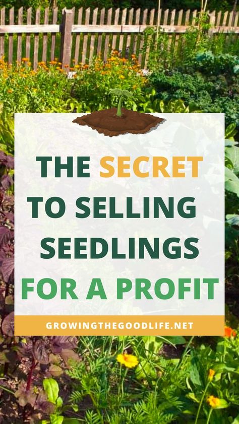 The words, "The Secret to Selling Seedlings for a Profit" in front of a garden of summer flowers. Selling Plants At Yard Sale, Selling Herbs For Profit, Selling Plant Starts, Selling Seedlings, Seedlings Indoors Starting, Seed Starting Indoors Diy, Farming Knowledge, Selling Seeds, Mini Farming