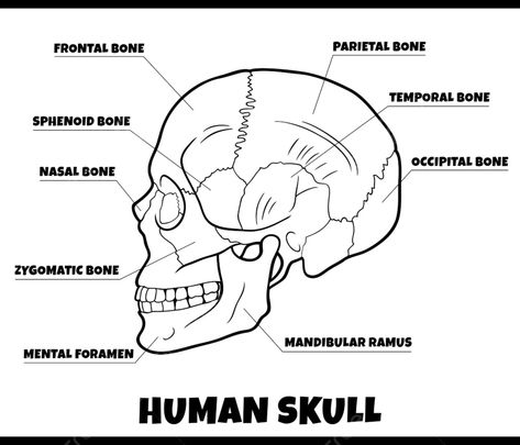 Human Skull Diagram, Skull Drawing Anatomy, Skull Anatomy Drawing, Skull Bones Anatomy, Skull Diagram, Lungs Drawing, Sphenoid Bone, Bone Drawing, Rat Drawing