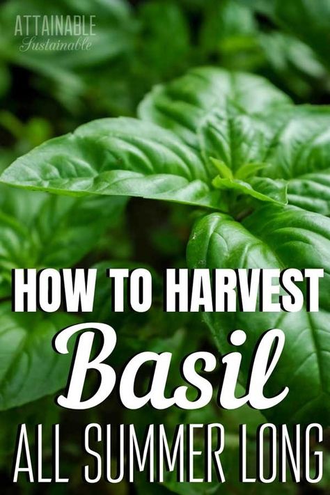 Herbs Preserving, How To Pick Basil, Basil Care, How To Trim Basil, Growing Spices, Harvest Basil, Basil Growing, Propagate Basil, Growing Basil Indoors