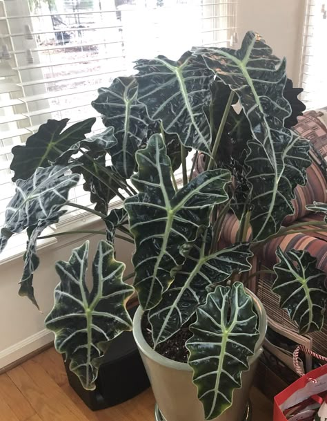 Alocasia plant has large, glossy, heart-shaped leaves with wavy edges and white stripes Black Alocasia Plant, Large Foliage Plants, Elephant Ear Alocasia, Elephant Plant Care, Alocasia Polly Care, Elephant Ears Plants Indoor, Alocasia Elephant Ears, Elephants Ear Plant, Elephant Ear Plant Indoor