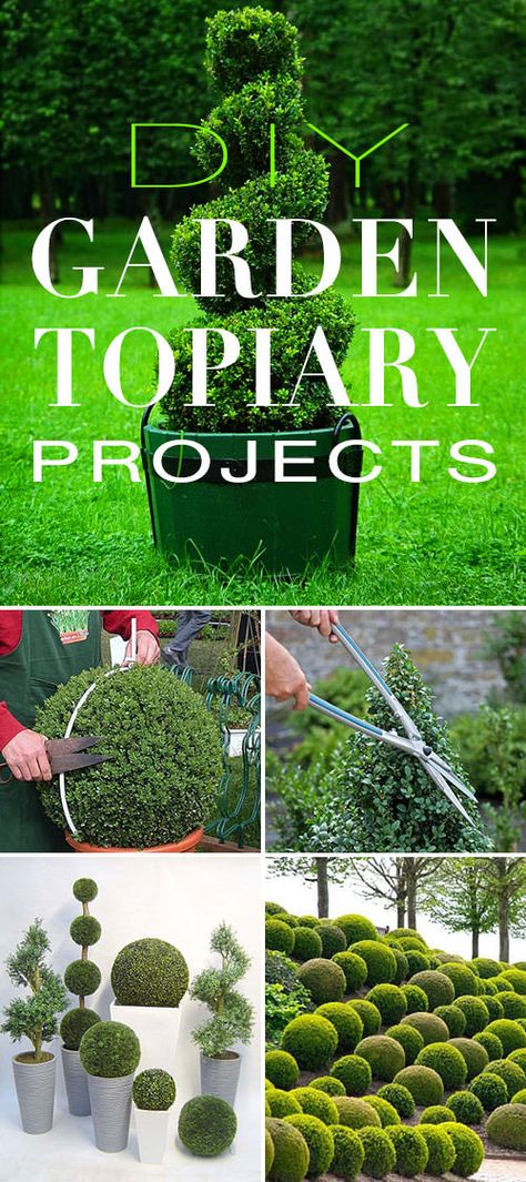 Garden Topiary, Topiary Diy, Vegetable Garden Planning, Topiary Garden, Modern Garden Design, Vegetable Garden Design, Diy Garden Projects, Small Garden Design, Small Gardens