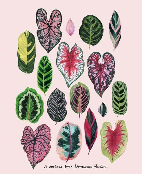 Plant Art Print, Leaf Drawing, Plant Illustration, Plant Print, Plant Art, Pastel Painting, Botanical Illustration, Botanical Art, Floral Art