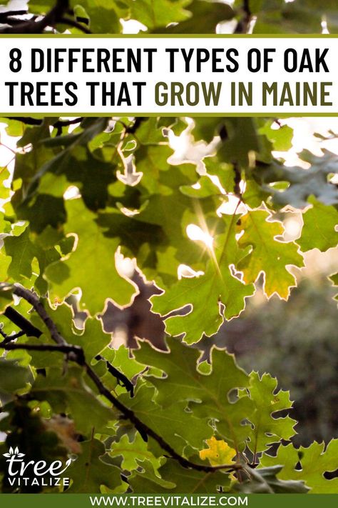 8 Different Types of Oak Trees That Grow in Maine Types Of Oak Trees, Oak Trees, Unique Characteristics, Gorgeous Gardens, Oak Tree, Flowering Trees, If You Love, Different Types, Maine