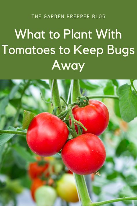 what to plant with tomatoes to keep bugs away Potted Tomato Plants, Tomato Worms, Tomato Companion Plants, Tomatoes Growing, Potato Gardening, Growing Tomato Plants, Types Of Tomatoes, Tomato Seedlings, Tomato Plant