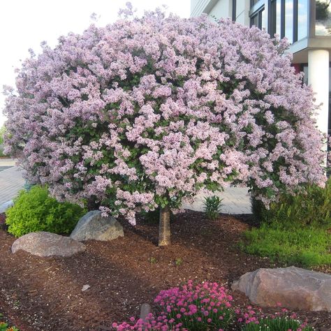 Plant | Lilac Tree, Korean Dwarf Tree Front Yard, Korean Lilac Tree, Korean Lilac, Landscaping Around Patio, Lilac Trees, Landscaping Entrance, Walk Ideas, Plant Library, Side Walk