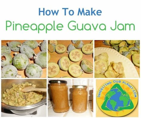 How to Make Pineapple Guava Jam - DIY Inspired Feijoa Recipes, To Go Recipes, Guava Plant, Refrigerator Jam, Guava Jelly, Guava Recipes, Guava Jam, Pineapple Guava, Pine Apple