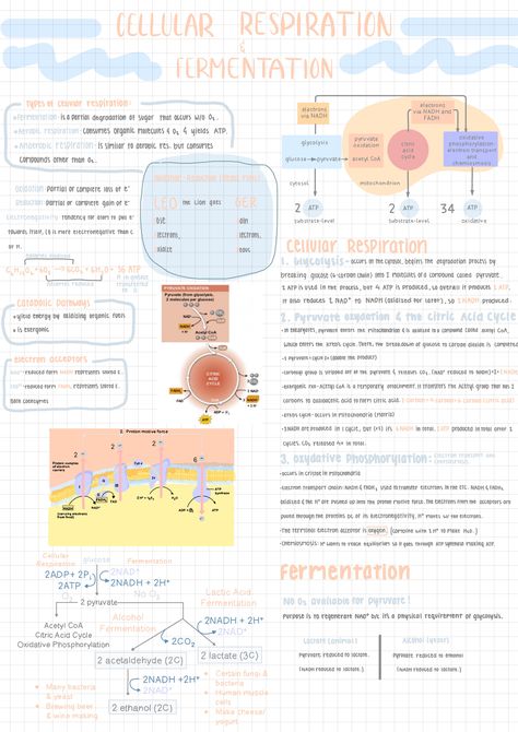 Cellular Respiration And Fermentation, Cellular Respiration Notes Biology, Cellular Respiration Notes, Chem Notes, Oceanography Marine Biology, Biochemistry Notes, Bio Notes, Biology Poster, Learn Biology