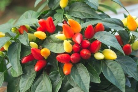 info on the ornamental pepper plant...  (sad mine died...  time for a new one i think!)  :) Ornamental Pepper Plant, Capsicum Plant, Ornamental Peppers, Pepper Plant, Capsicum Annuum, Tiny White Flowers, Cat Plants, Poisonous Plants, Pepper Plants