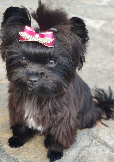 Black Yorkie, Terrier Haircut, Yorkshire Terrier Haircut, Yorkie Terrier, Yorkie Poo, Yorkshire Terrier, Yorkie, Animals And Pets, Yorkshire