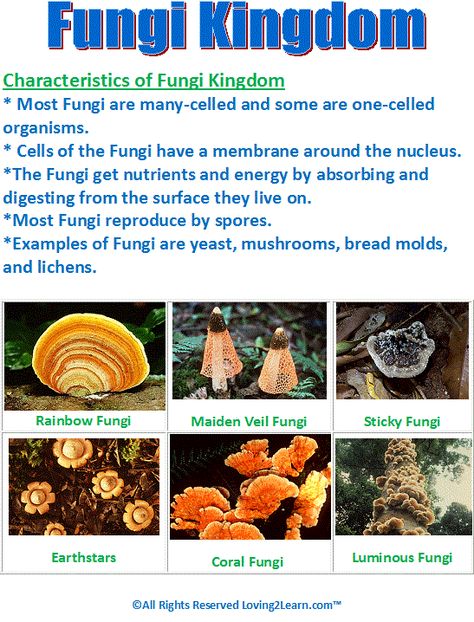 Fungi Kingdom Chart  www.loving2learn.com Fungi Kingdom, Medicine Notes, New Nightmare, Nature School, Cool Science Facts, Amazing Facts For Students, Teaching Biology, General Knowledge Book, Mushroom Fungi